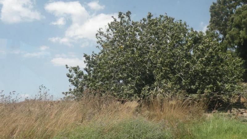 קובץ:עץ התאנה.jpg