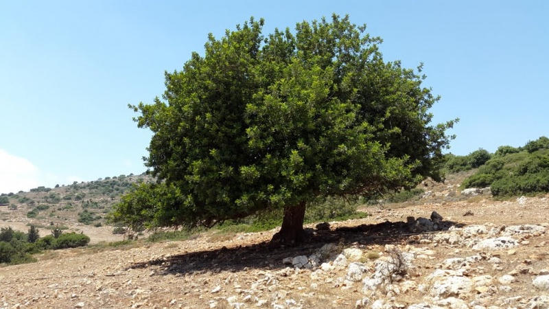 קובץ:עץ חרוב ענק.jpg