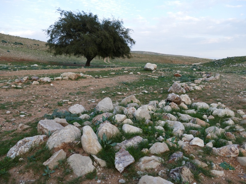 קובץ:עץ שיזף וקבר.JPG