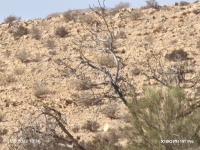 פיקוס התאנה 7.10.25 נחל-חוסני מע.בקעת-ברנע ש-08.jpg
