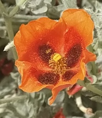 פרגה ערבית נ.לוץ 17.4.22 900מ יןסי-אומן.jpeg