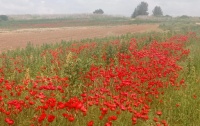 פרג אגסני שדה-פורח 8.4.24 צומת-חולדה ש-16.jpg