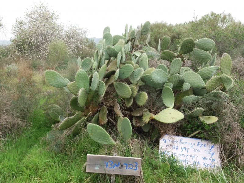 קובץ:צבר מצוי.jpg