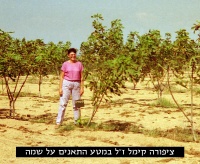 ציפורה קימל גבעת התאנים והצבר.jpg