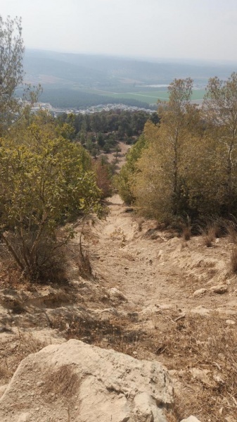 קובץ:צרעה - ירידה מסוכנת.jpg
