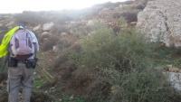 קידה שעירה בואדי היורד מרכס מעון מול פוחיית.jpg