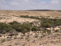 רותם מדבר שולט ואדי-3 15.4.25 ו.לענה ש-56.jpg