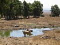 תמונה ממוזערת לגרסה מתאריך 16:39, 29 באוגוסט 2015