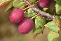 תמונה ממוזערת לגרסה מתאריך 08:46, 17 באוגוסט 2019