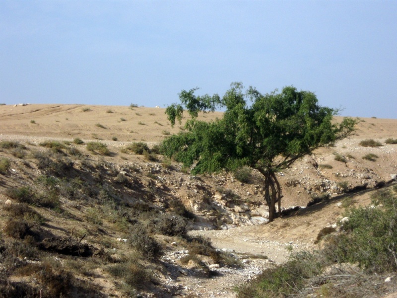 קובץ:שיזף בנחל בכרה.jpg