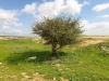 שיזף מצוי סקר אקולוגי קרית המודיעין בלקית-024.jpg