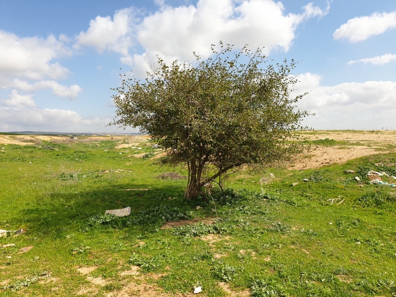 קובץ:שיזף מצוי סקר אקולוגי קרית המודיעין בלקית-024.jpg