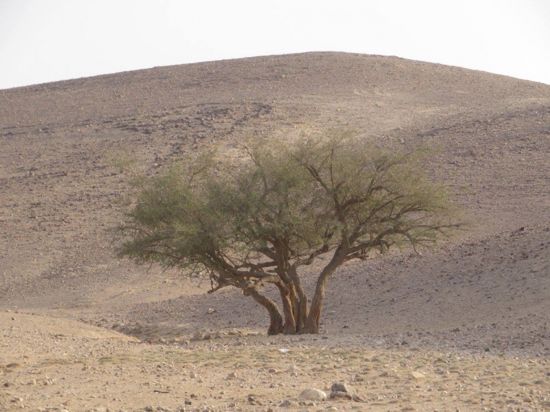 קובץ:שיטהבדוא.jpg