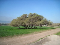 שיטהמלבינהשמרון.JPG