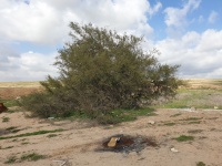 שיטת ויקטוריה פולשת סקר אקולוגי קרית המודיעין בלקית-017.jpg