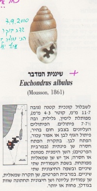 שיננית מדבר 1993 בורות-לוץ 1986-ש.jpg