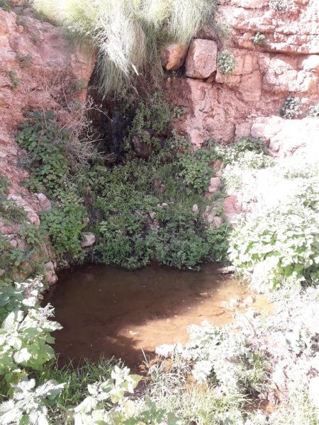 קובץ:שלוליתעונתית.jpg