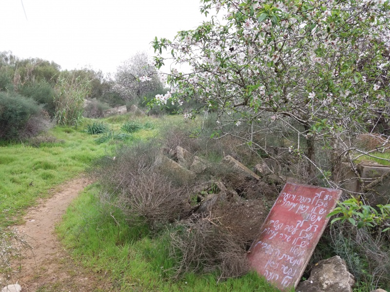 קובץ:שקדיה.jpg