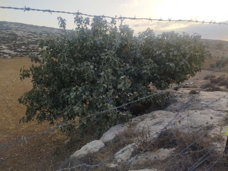 קובץ:תאנה מוריקה עד סוף הקיץ. בין לסיפר לרוויין.jpg