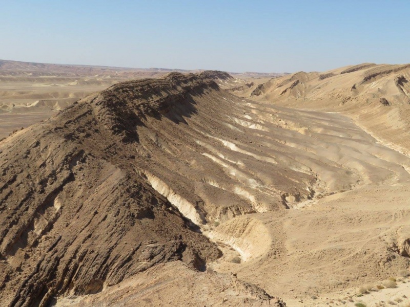 קובץ:תלםצניפיםב.jpg