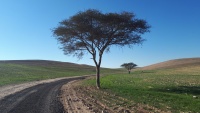 תמונה. שני עצי שיטה סלילנית ממערב לתל ערוער.jpg