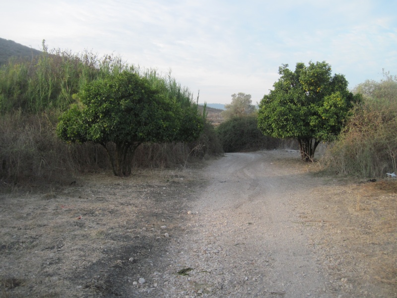 קובץ:תפוזעיןחג.JPG