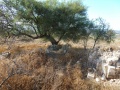 תמונה ממוזערת לגרסה מתאריך 12:10, 28 בספטמבר 2013