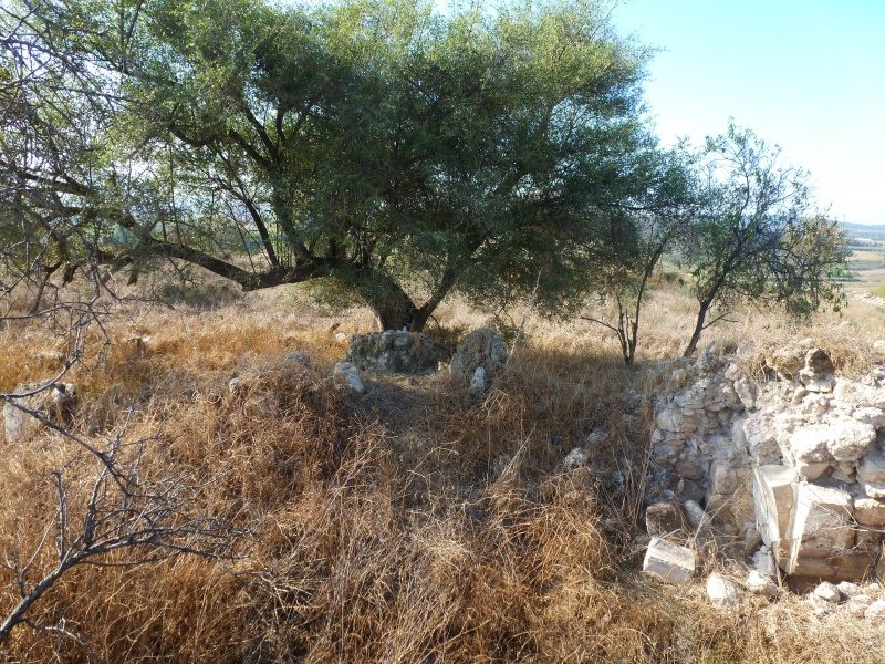 קובץ:20- עץ שיזף גדול בסמוך למבנה.JPG