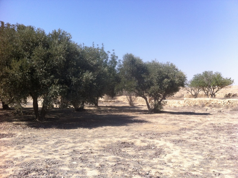 קובץ:2012.06.16-154633.40.iphone.jpg