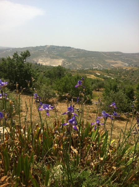 קובץ:2013.05.3-123410.385.iphone.jpg