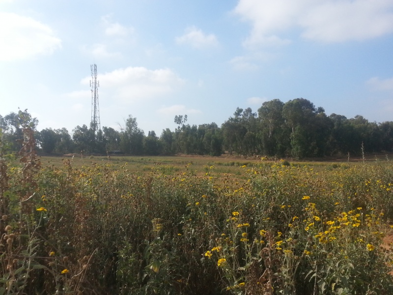 קובץ:2014.06.14-092337.388.android.jpg