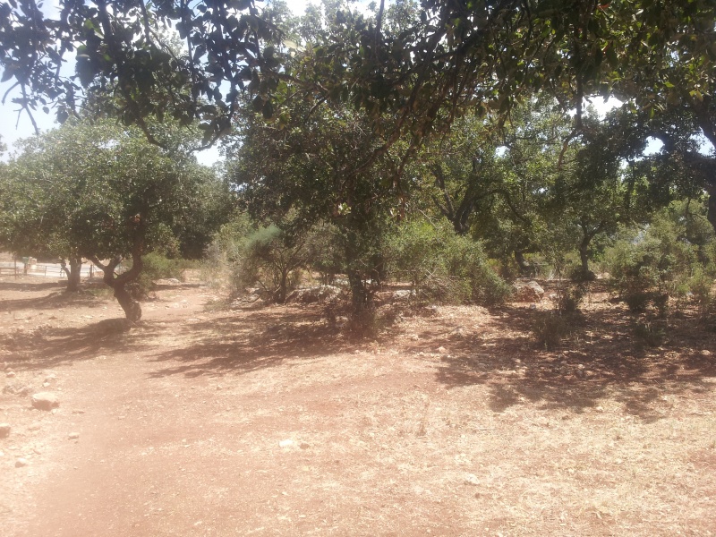 קובץ:2014.06.21-142309.205.android.jpg