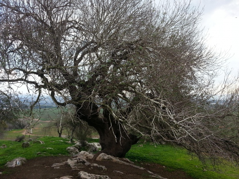 קובץ:2014.12.21-135816.059.android.jpg