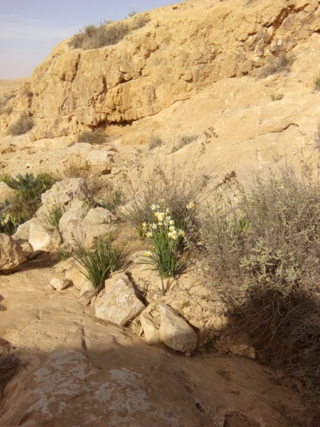 קובץ:2015.01.02-132528.808.android.jpg