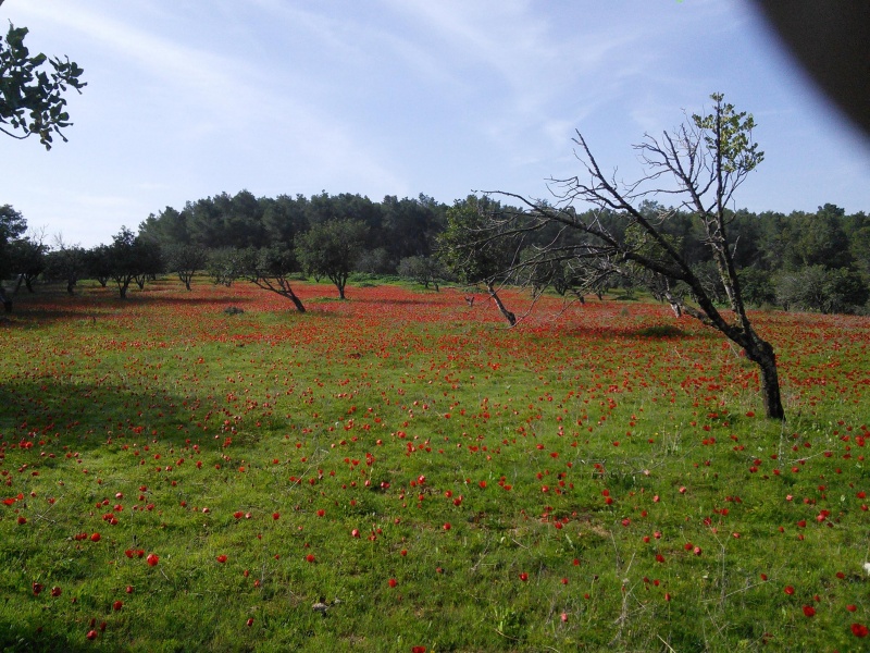 קובץ:2015.02.04-102003.981.android.jpg