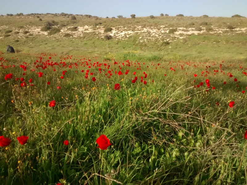 קובץ:2015.02.04-171921.145.android.jpg