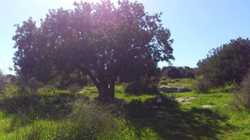 קובץ:2015.02.05-122620.185.android.jpg