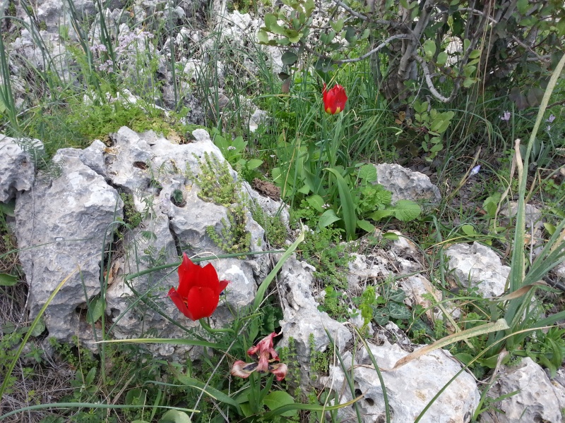 קובץ:2015.02.28-141623.746.android.jpg