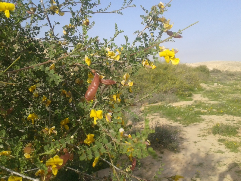 קובץ:2015.03.10-170539.257.android.jpg