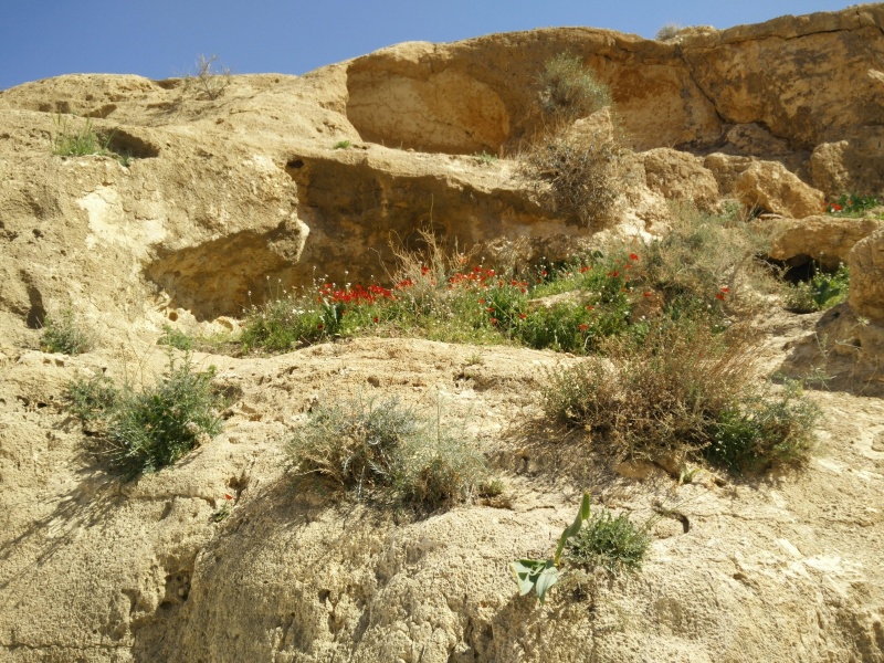 קובץ:2015.03.13-136041.995.android.jpg