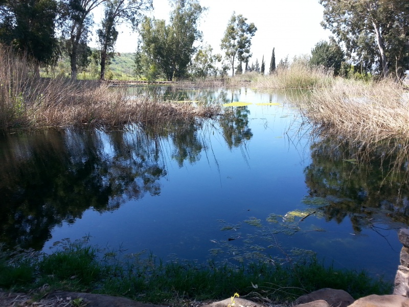 קובץ:2015.03.26-104630.678.android.jpg