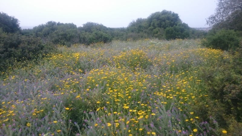 קובץ:2015.03.28-180745.603.android.jpg