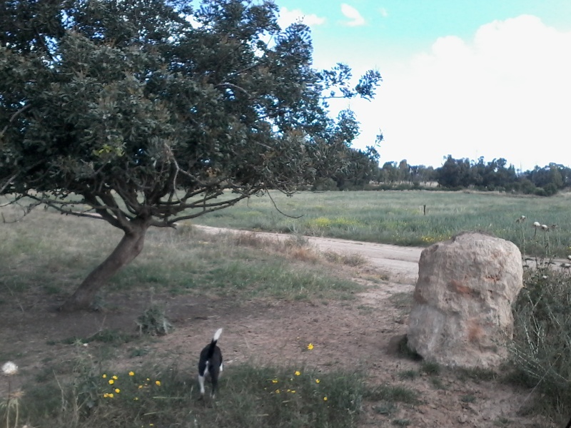 קובץ:2015.04.24-093912.981.android.jpg