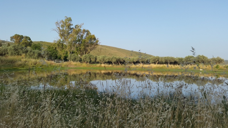 קובץ:2015.05.26-074248.190.android.jpg