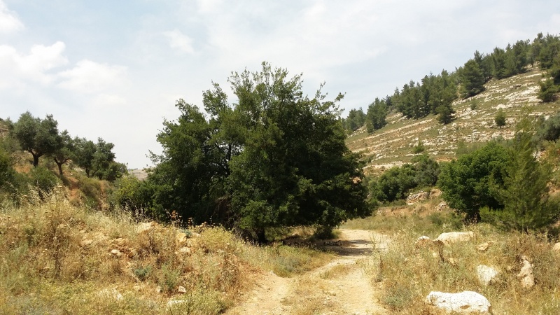 קובץ:2015.06.06-145649.962.android.jpg