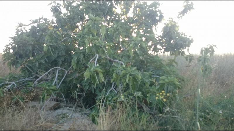 קובץ:2015.06.30-200957.498.android.jpg