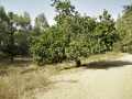 תמונה ממוזערת לגרסה מתאריך 16:31, 15 בספטמבר 2015