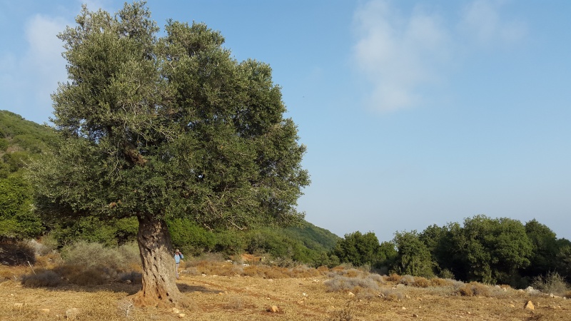 קובץ:20150717 074118.jpg