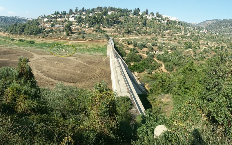 קובץ:2015 סכר בית זית בקיץ כבשים 05.jpg