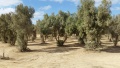 תמונה ממוזערת לגרסה מתאריך 10:09, 15 בינואר 2016